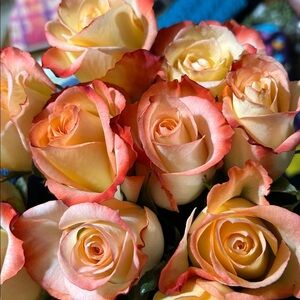 Meet your Posher, Trasi